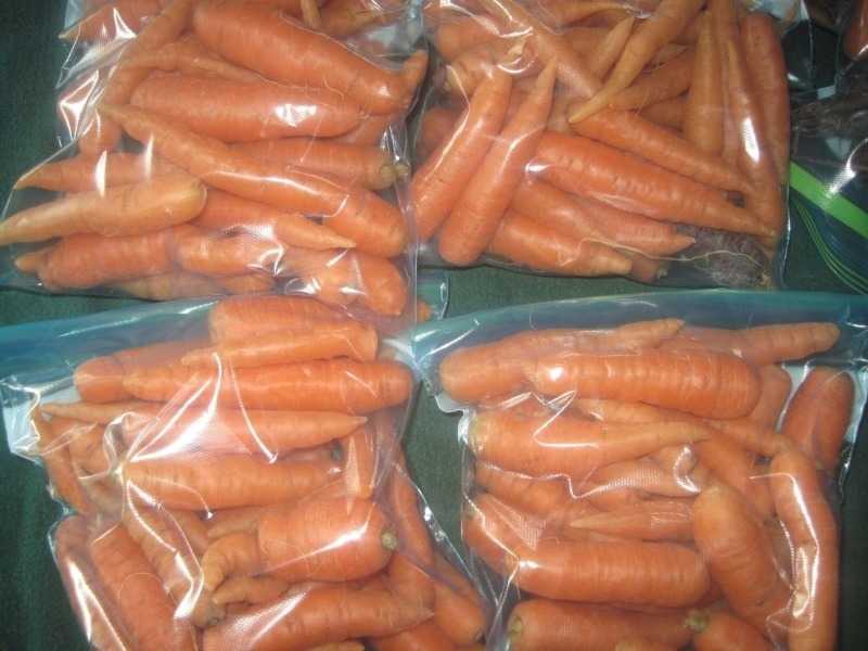 Как хранить морковь во мху: особенности метода, правила подготовки корнеплода к зиме в погребе, а также проблемы, с которыми можно столкнуться русский фермер