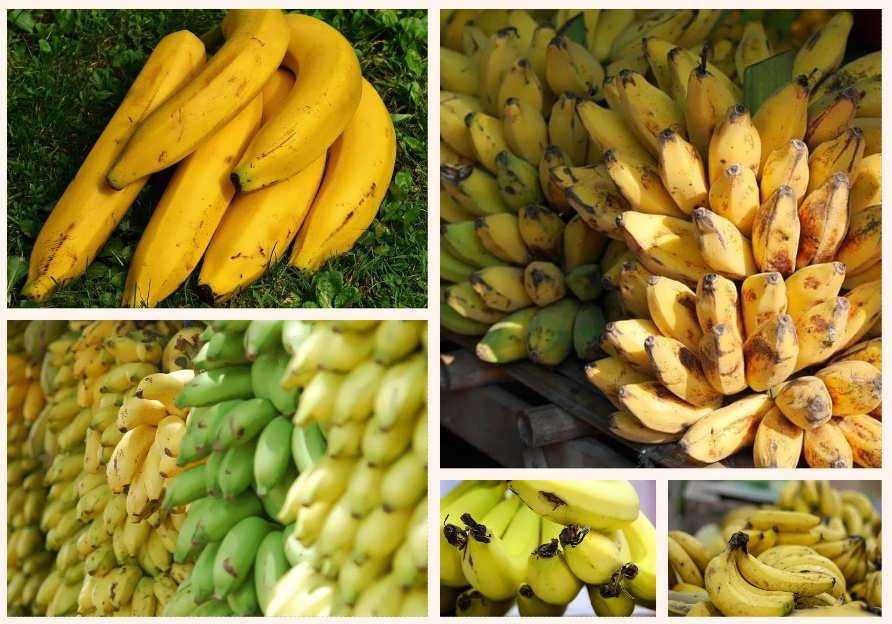 Как хранить бананы в домашних условиях: можно ли хранить в холодильнике, где хранить в квартире