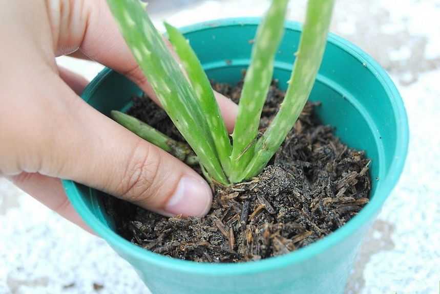 Как размножить алоэ? как рассадить его в домашних условиях? как посадить отросток без корня? как укоренить черенок? размножение листом и семенами