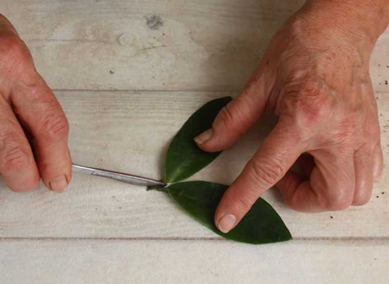 Замиокулькас – размножение в домашних условиях, листом, черенками, семенами, клубнем, как укоренить, в воде, земле