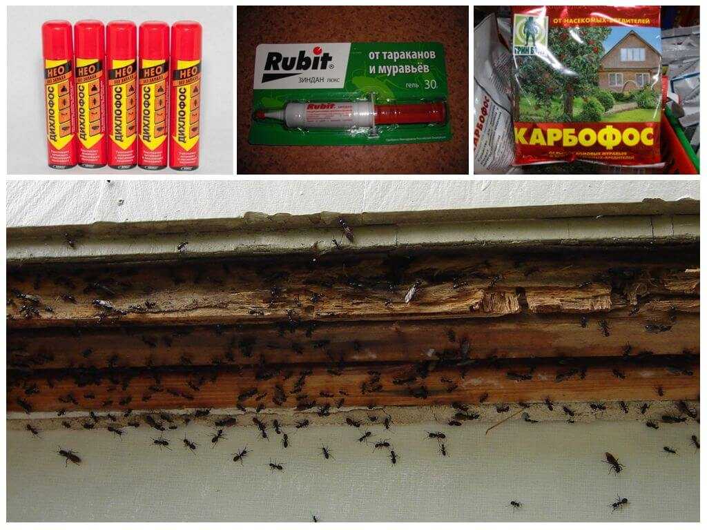 Народные средства от муравьев в доме: как избавиться от них навсегда в домашних условиях с помощью борной кислоты? чем еще вывести их и чего они боятся?