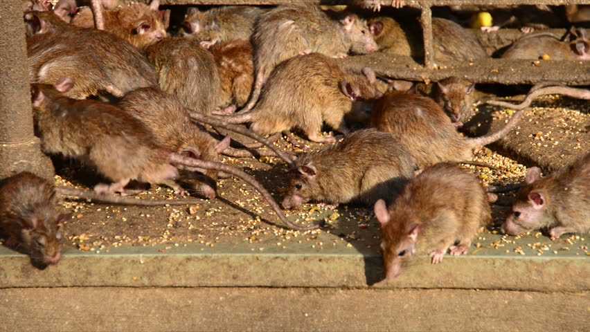 Как избавиться от мышей и крыс в погребе: лучшие варианты