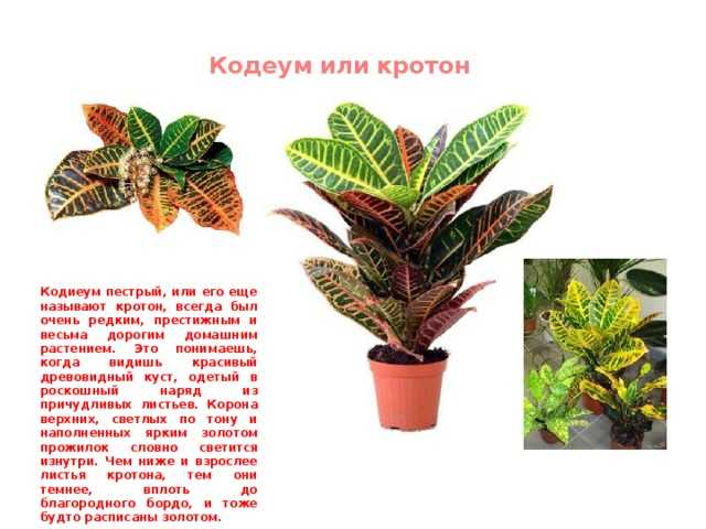Комнатное растение кротон: посадка, размножение и уход - sadovnikam.ru