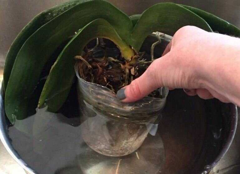 Орхидея фаленопсис отцвела, что делать, и как ухаживать за заморским чудом?