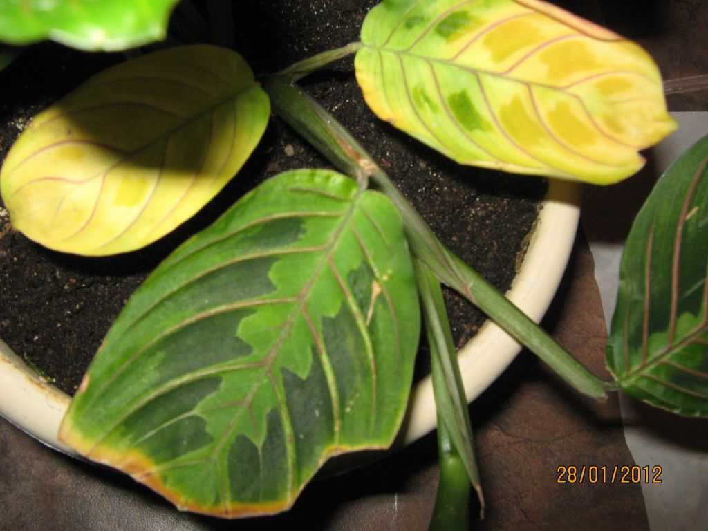 Маранта (48 фото): описание, уход за растением в домашних условиях, размножение черенками и цветение. почему у маранты желтеют и сохнут листья?