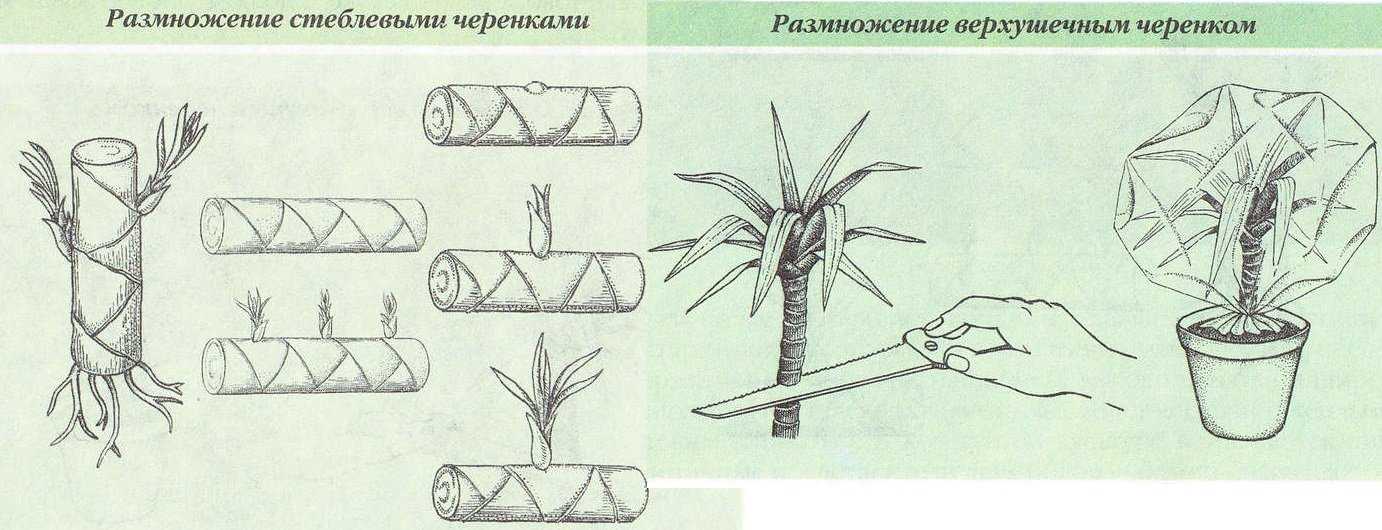 Комнатное растение бамбук: уход, особенности выращивания, размножение - sadovnikam.ru