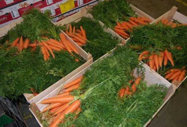 Как хранить морковь в холодильнике (свежей, вареной, со свеклой, не замораживая, на зиму и т.д.): как правильно, чтобы не вяла, не дрябла?