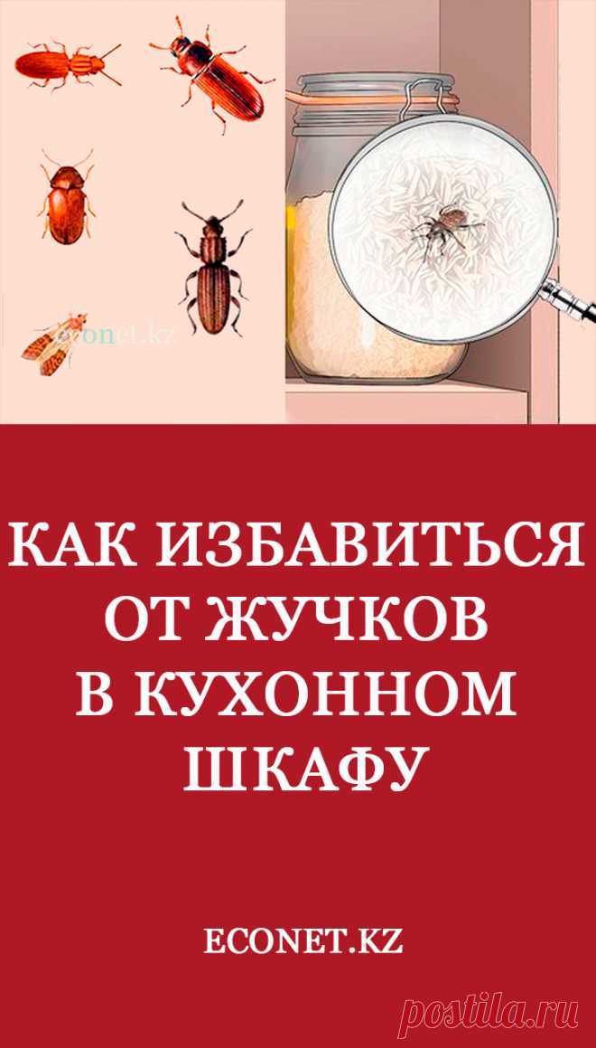 Как избавиться от жучков в крупе. эффективные и безопасные методы борьбы с насекомыми
