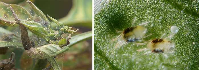Как избавиться от паутинного клеща на комнатных растениях | клуб цветоводов