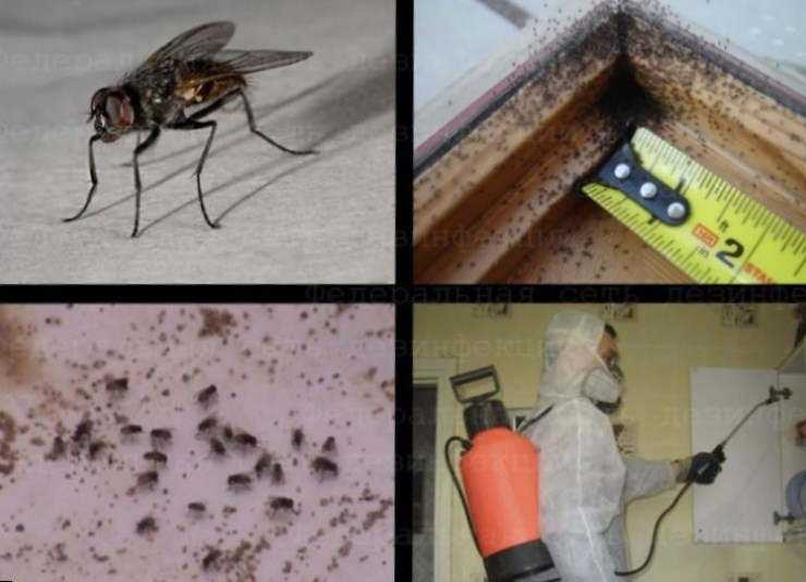 Народные средства для избавления от мух: проверенные рецепты. что отпугивает мух