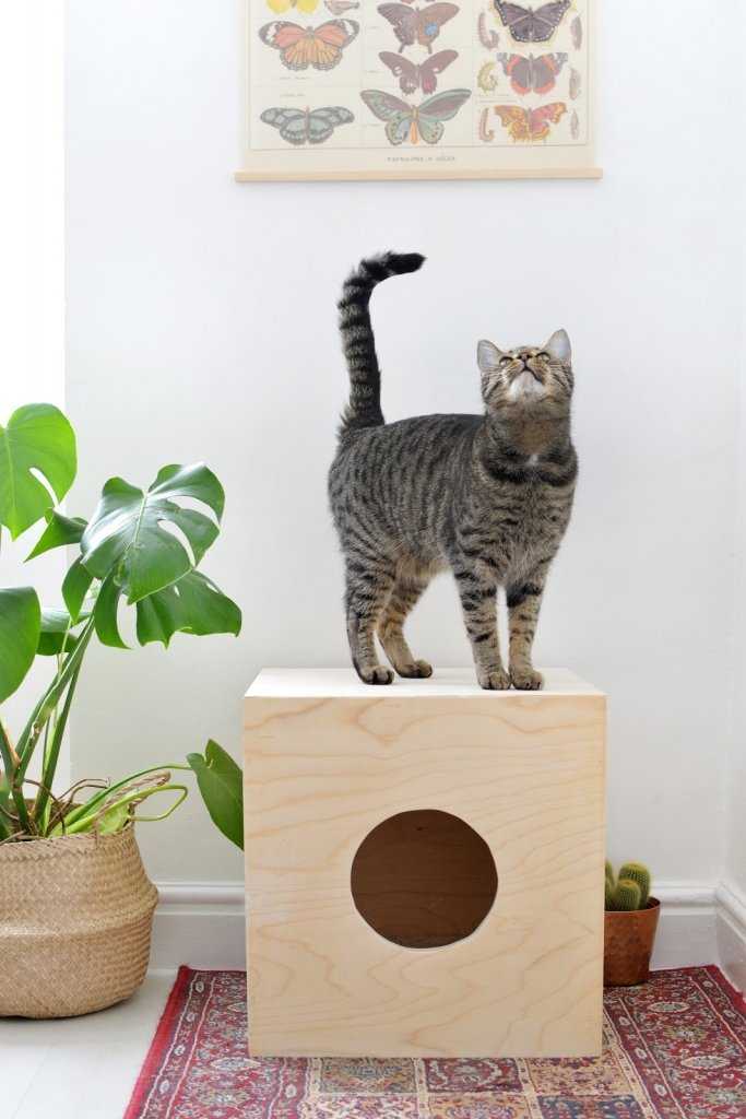 Домик для кошки своими руками - 155 фото лучших способов и видео описание как сделать кошачий домик