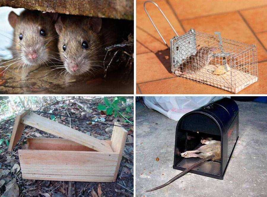 Как избавиться от крыс? их уничтожение без крысоловки. чего они боятся и как их поймать? самые эффективные отравы для частных домов. какие средства использовать в домашних условиях и в сарае?