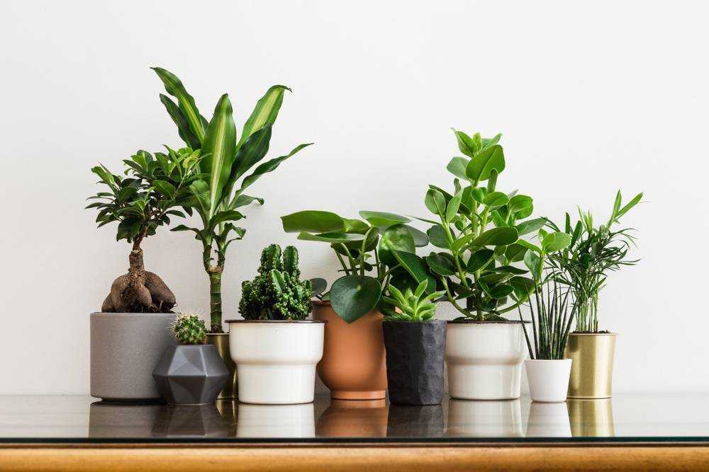 Комнатные растения, очищающие воздух: как они чистят и какие лучше для квартиры, а также сколько нужно цветков для очистки