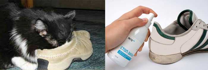 Топ-5 эффективных способов как вывести запах кошачьей мочи с ковра