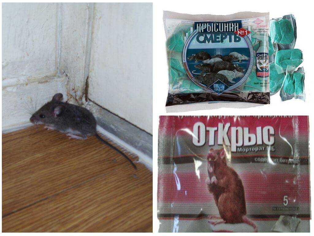 Чем убрать запах мышей в доме