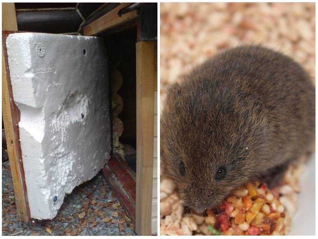 Как избавиться от крыс: профилактические меры. механические, химических и народные средства от крыс