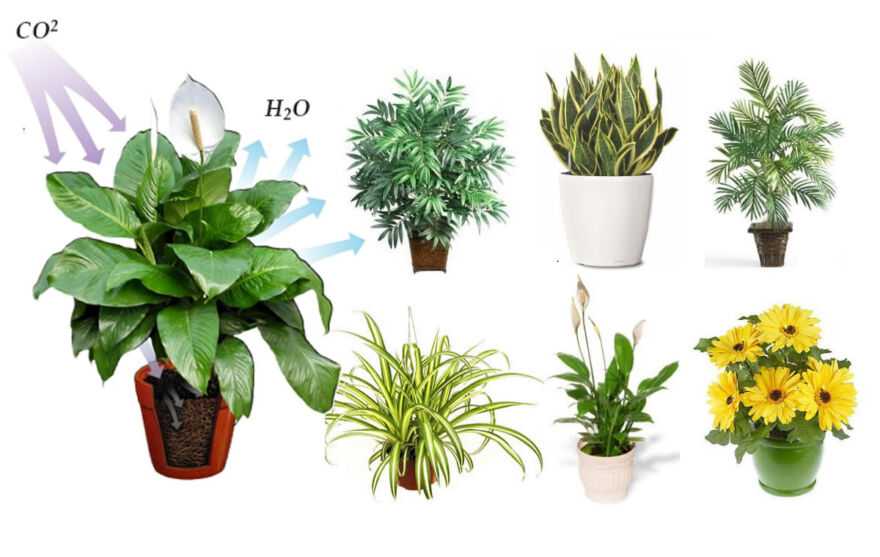 Комнатные растения, которые очищают домашний воздух