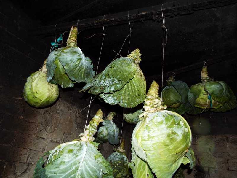 Хранение капусты в пищевой пленке на зиму: можно ли и как хранить свежий овощ в пищевом полиэтилене в погребе и холодильнике?