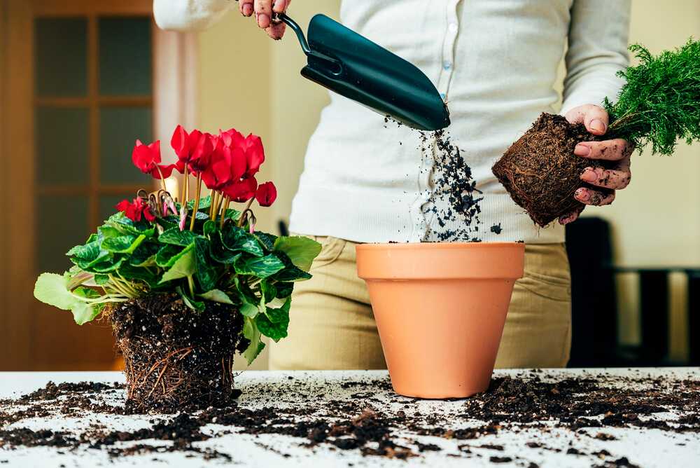Герберы: как вырастить, как сажать, многолетний ли садовый цветок или однолетний, как выращивать в домашних условиях, и посадка, уход