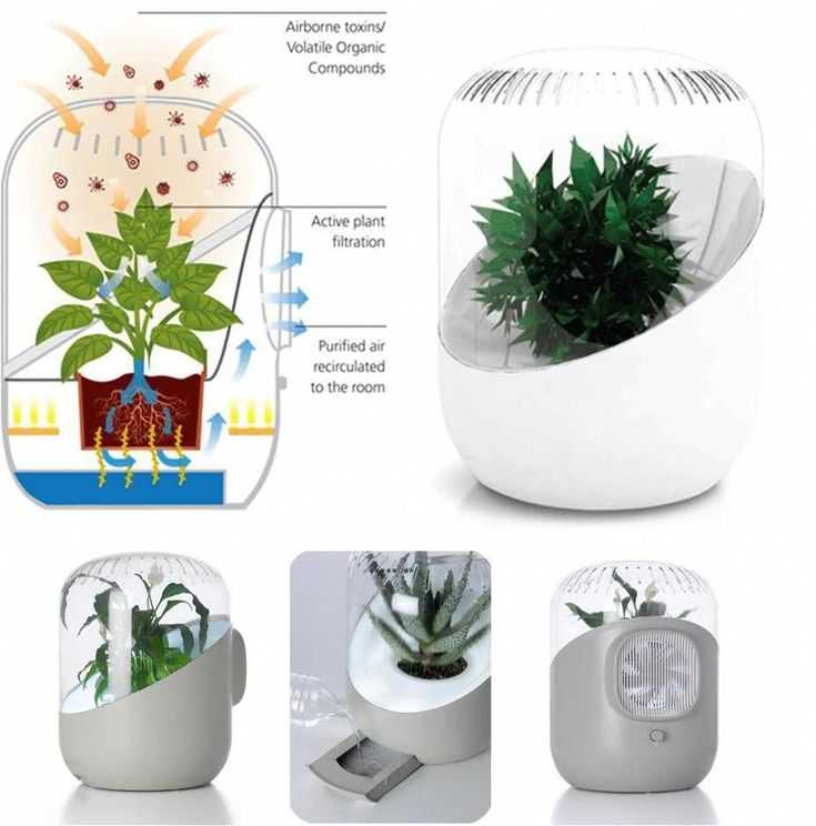 Какие цветы очищают воздух: 15 комнатных растений, улучшающих воздух в квартире