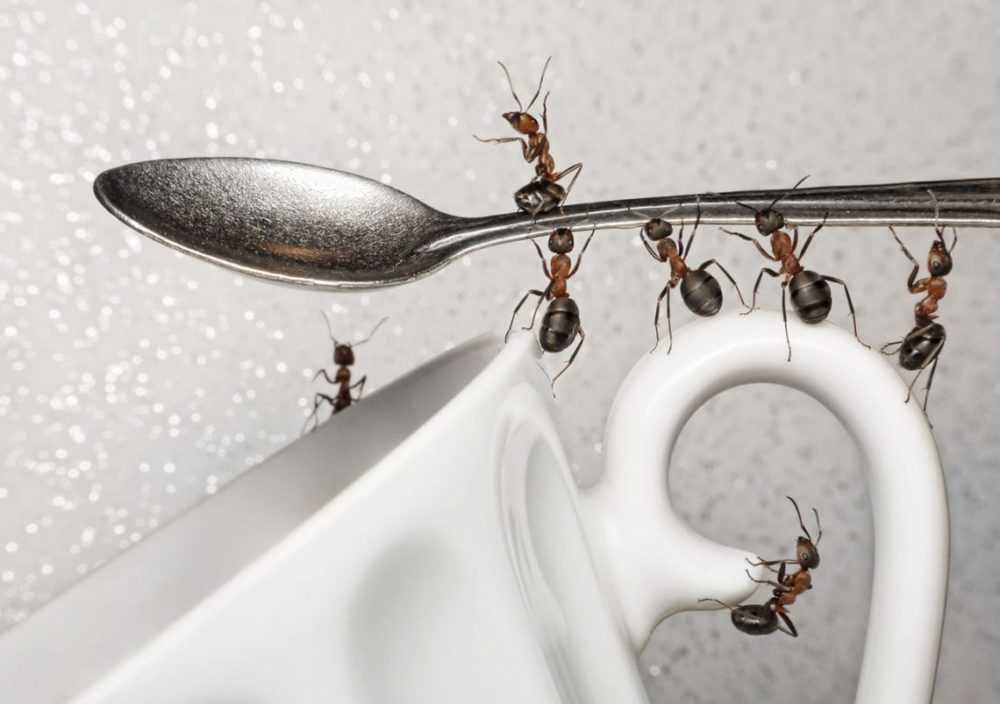 Борная кислота от муравьев: способы приготовления и правила применения