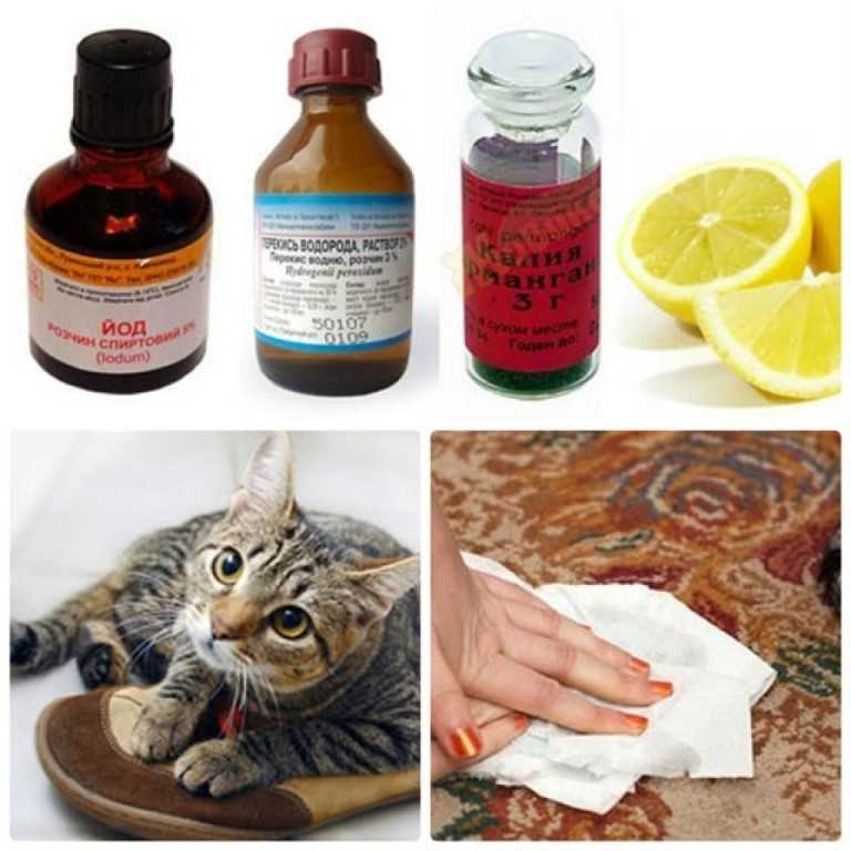 Как избавиться от запаха кошачьей мочи – проверенные способы