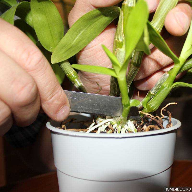 Орхидея фаленопсис: как обрезать сухой цветонос после цветения