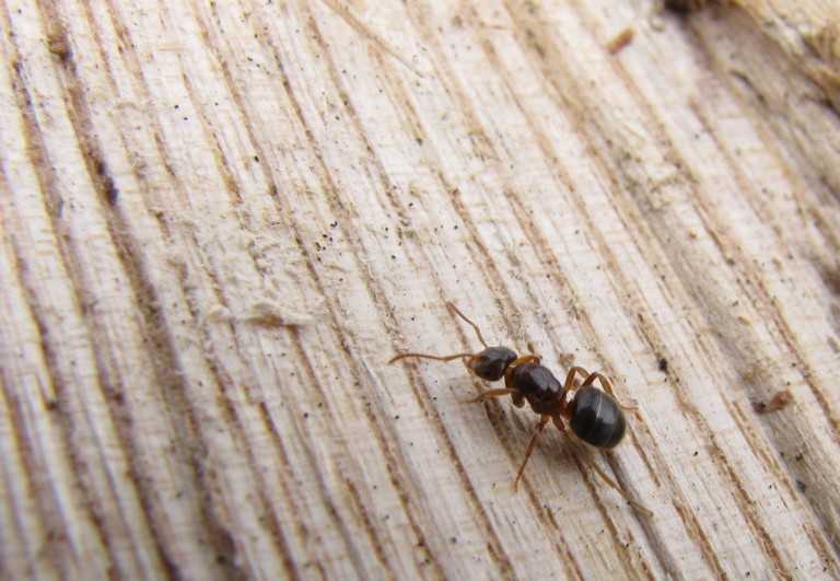 40 способов избавиться от домашних муравьев в квартире быстро и навсегда