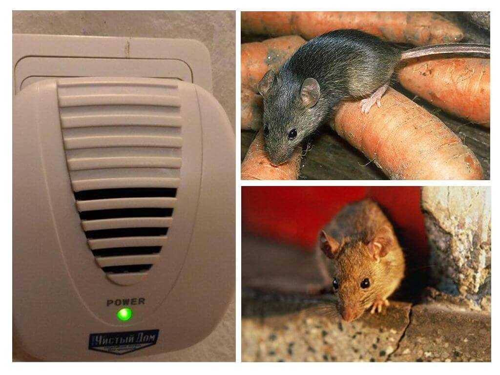 Как бороться с мышами в частном доме: обзор самых эффективных способов. как навсегда избавиться от крыс в частном доме народными средствами