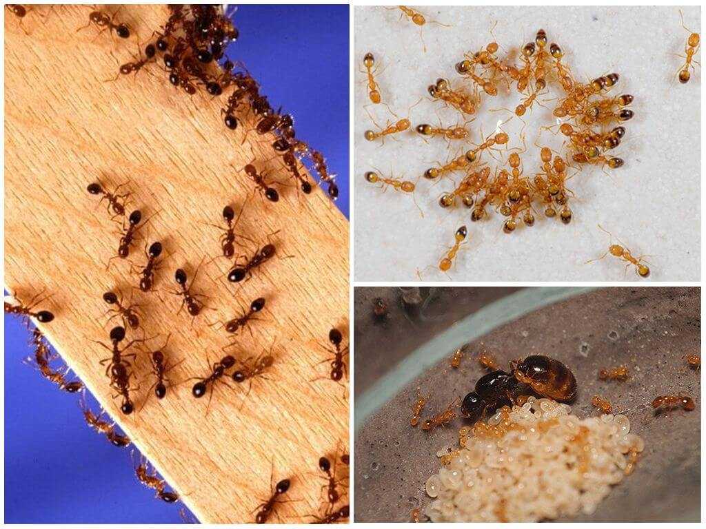 Как избавиться от муравьев в квартире: эффективные методы