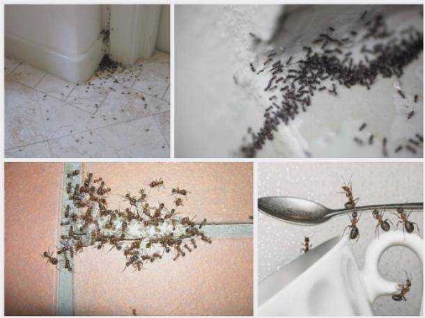 Как вывести мелких рыжих муравьев навсегда: причины появления в квартире, химические и народные средства