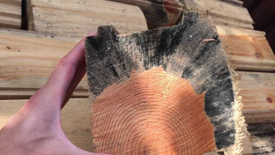 Как избавится от грибка и плесени на дереве: причины появления и средства