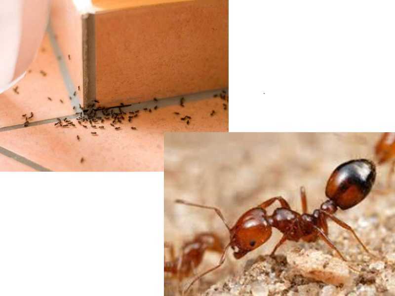 Как навсегда избавиться от муравьев в квартире и доме: быстрые способы, ловушки, отравы