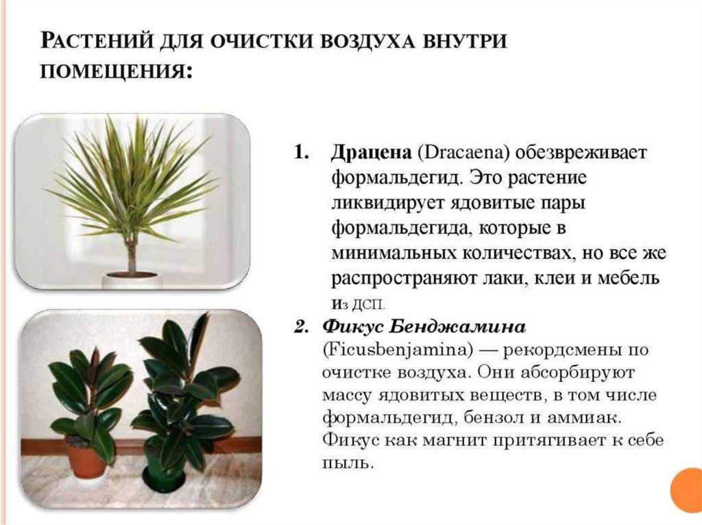 Топ-25 самых неприхотливых комнатных растений | клуб цветоводов