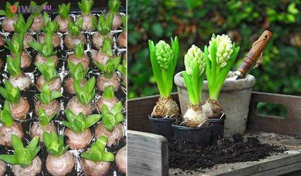Размножение гиацинтов (14 фото): как размножить их семенами? как размножать луковицами и вырастить из листьев в домашних условиях?