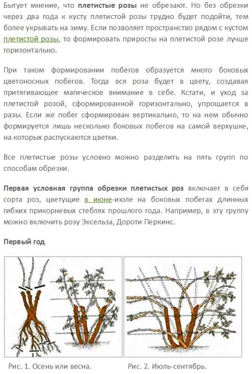 Выращивание гиацинтов: сорта, уход и размножение в открытом грунте