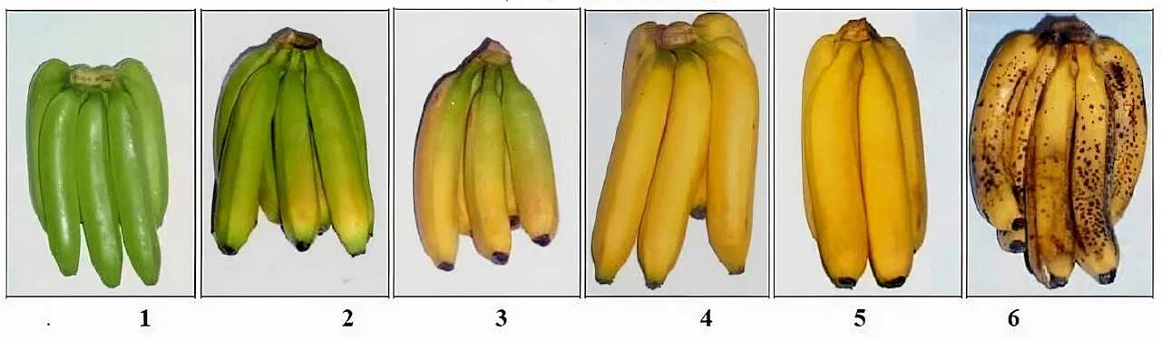 Диета: почему запрещено хранить авокадо и яблоки рядом с бананами или киви - автор врач борис аксенов - журнал женское мнение