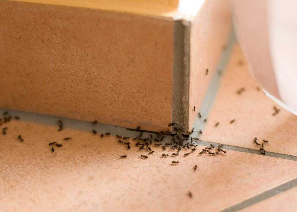Как избавиться от рыжих муравьев в квартире быстро? - topkin | 2021