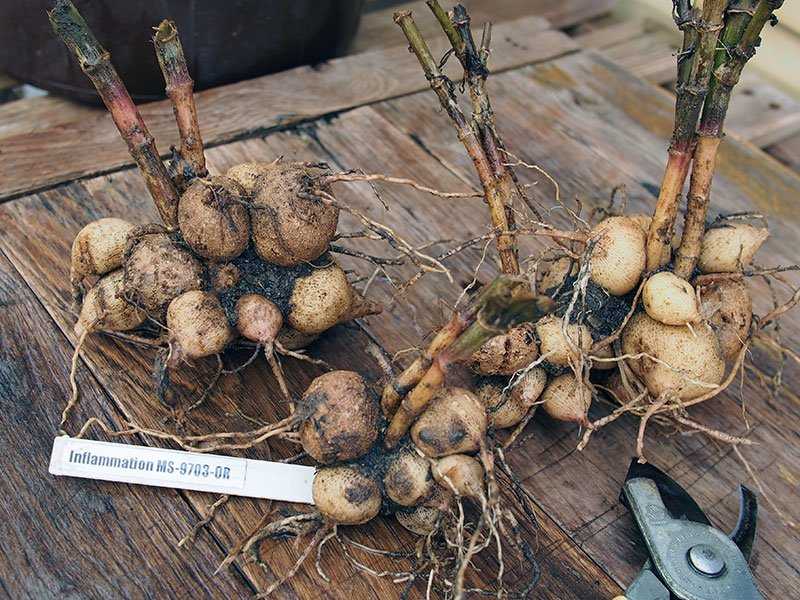 Как хранить луковицы гладиолусов: хранение зимой в домашних условиях