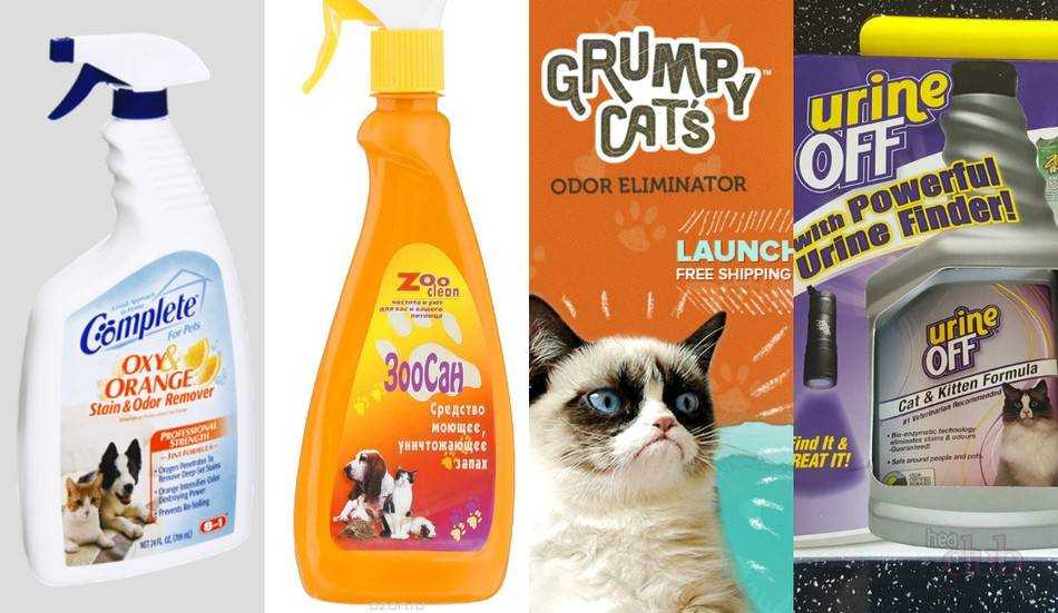 21 способ вывести и навсегда убрать запах кошачьей мочи