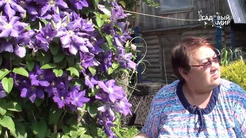 Как размножить клематис черенками летом: до или вовремя цветения, видео
