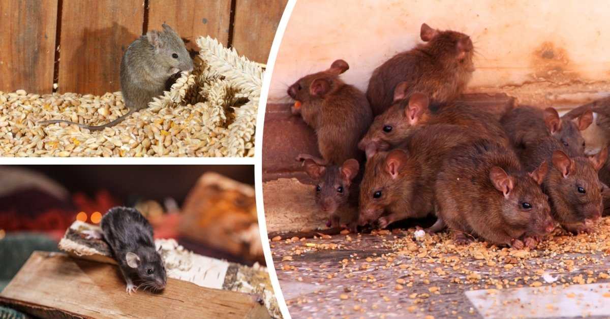 Как избавиться от крыс и мышей народными средствами?