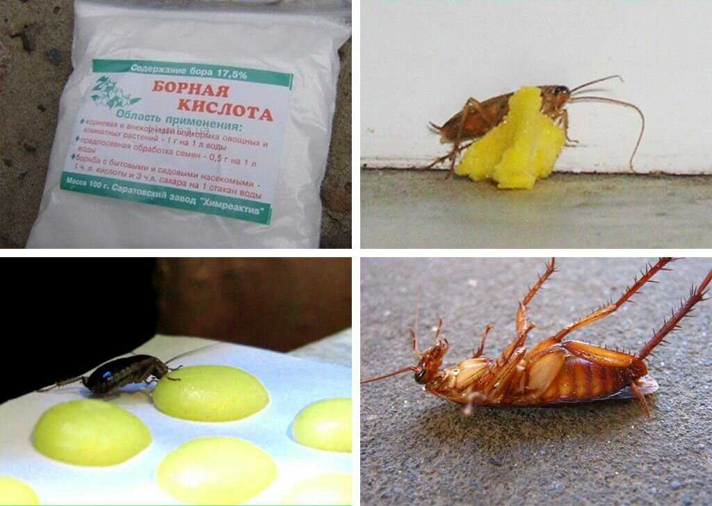 Борная кислота от тараканов – не оставляйте насекомым шанса