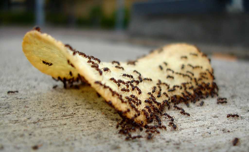 Чтобы избавиться от муравьев на кухне, нужно, во-первых, сделать генеральную уборку и постараться найти гнездо. Из народных средств для отравы используют борную кислоту, кофе.