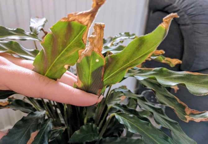 Уход за комнатным растением калатеей в домашних условиях - осваиваем основы