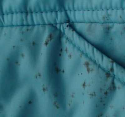 Как отстирать плесень с одежды в домашних условиях: чем вывести пятна от неё с ткани, эффективные и безопасные способы