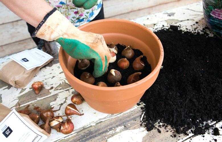 Когда выкапывать, высаживать и как хранить луковицы тюльпанов