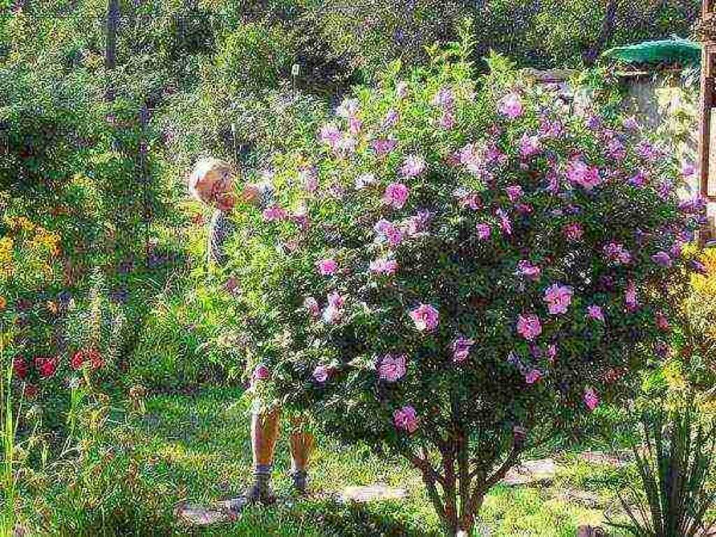 Гибискус садовый (44 фото): уход и способы размножения. как зимует цветок? как размножить его осенью черенками? правила посадки