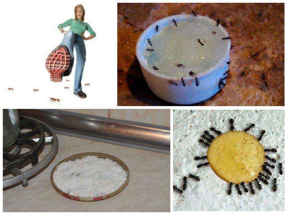 Как избавиться от муравьев в доме и квартире — мастер в доме — ремонт своими руками